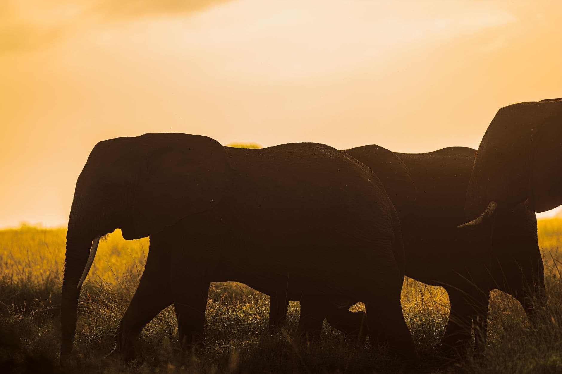 El Serengeti
