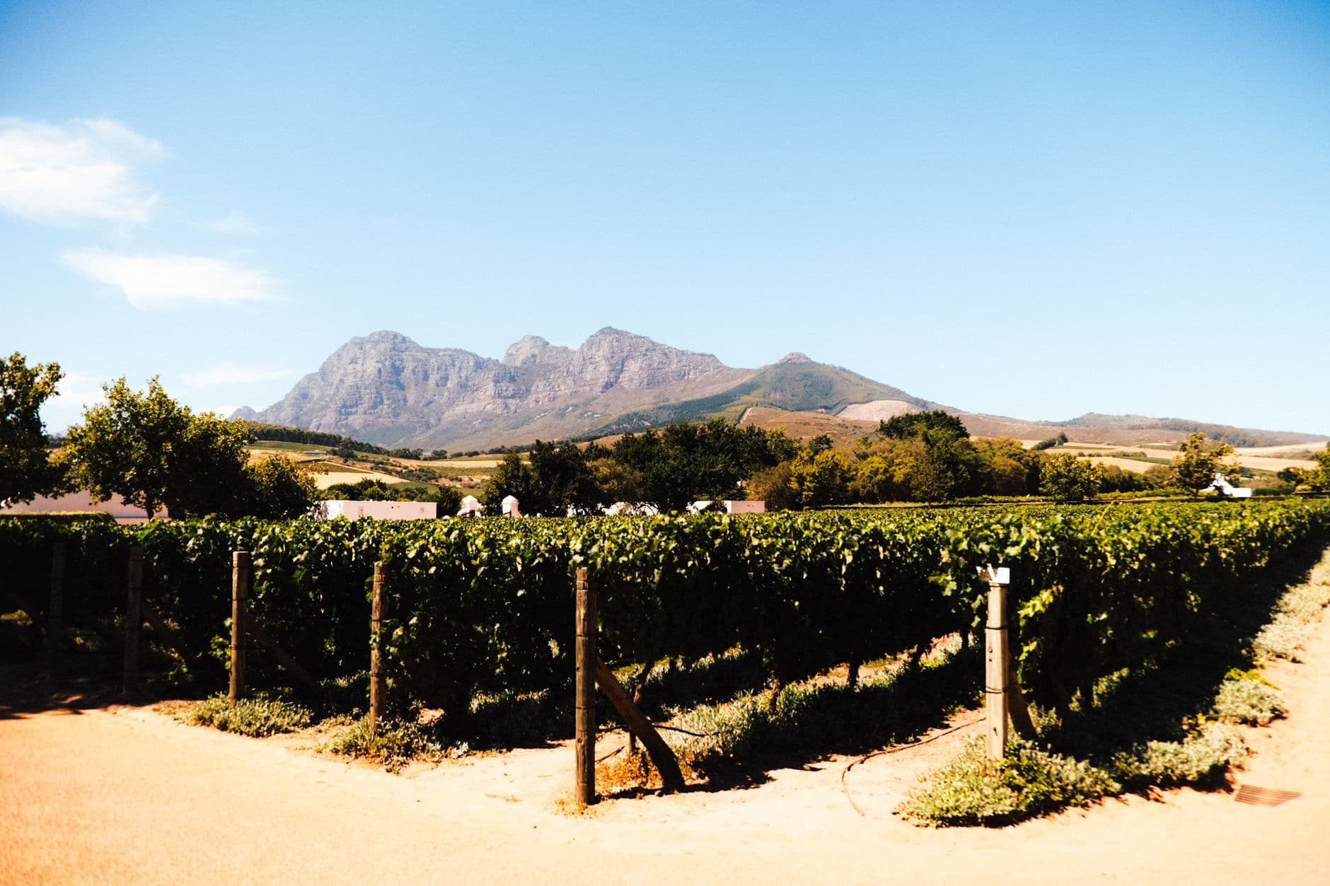 Viñedos de Stellenbosch