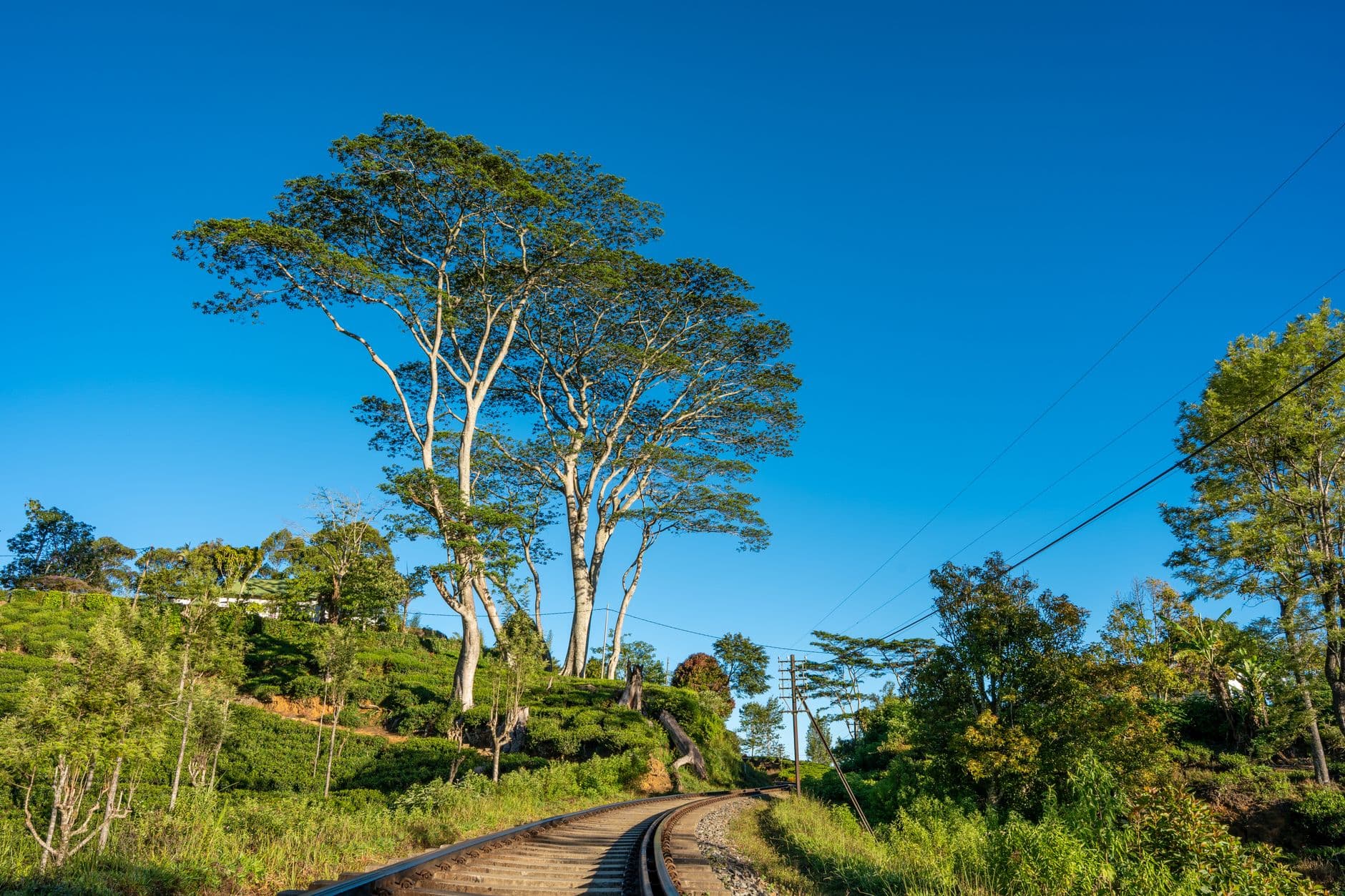 Ceylon Tea Trails